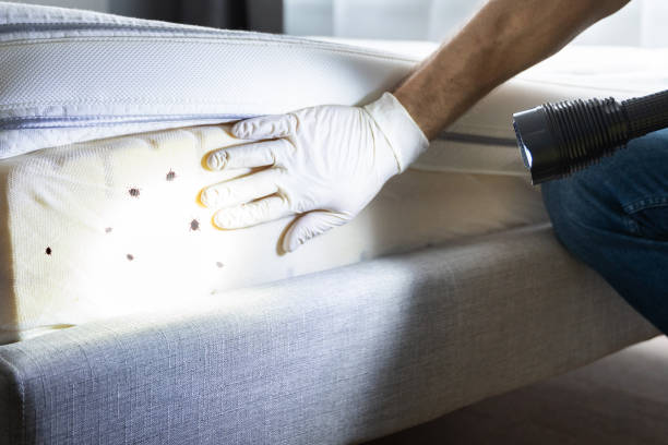 Best Wasp Removal Services  in Bayou Blue, LA